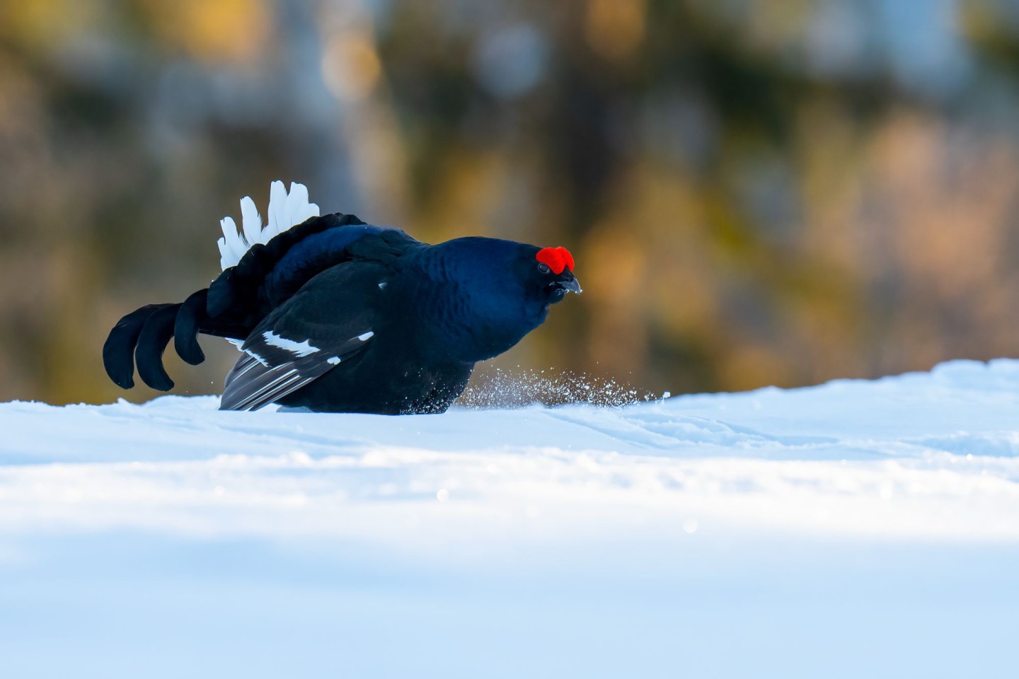 Birkhuhn_Burkhardt Marcel, marcelburkhardt