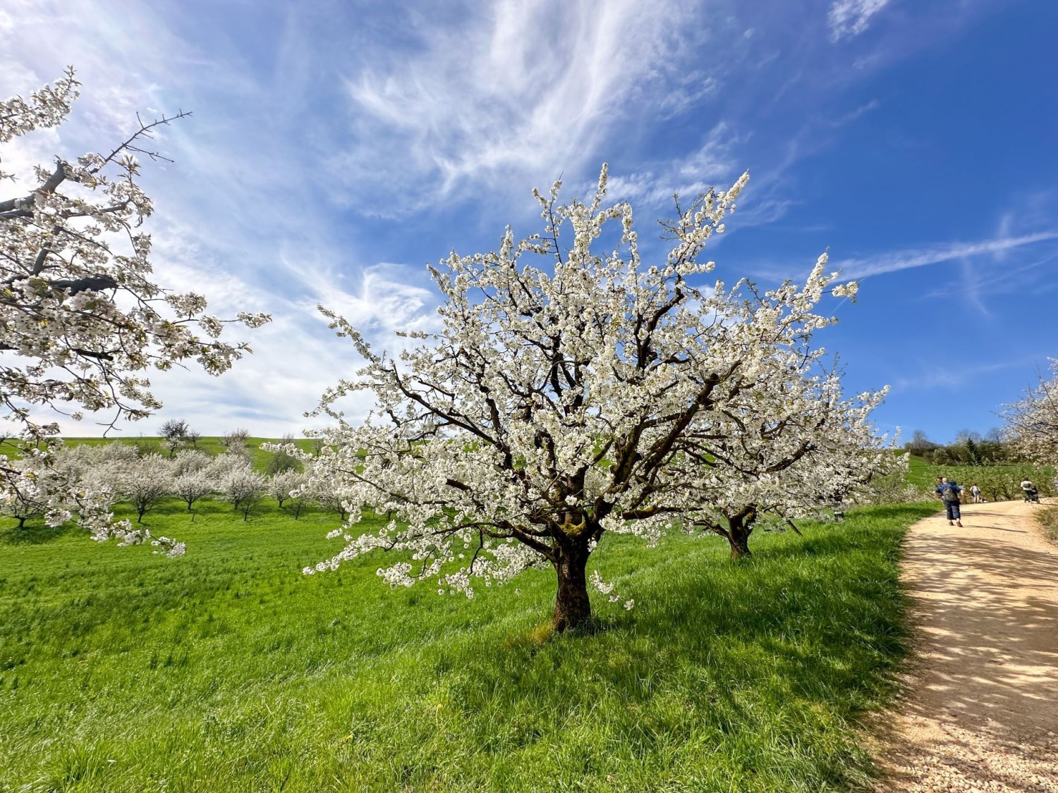Soleggiata escursione primaverile attraverso la distesa di ciliegi della Fricktal