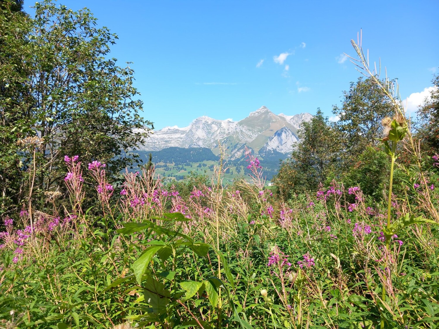 Farbenfrohe Alpenflora mit Blick auf den Säntis – Naturidylle im Toggenburg.