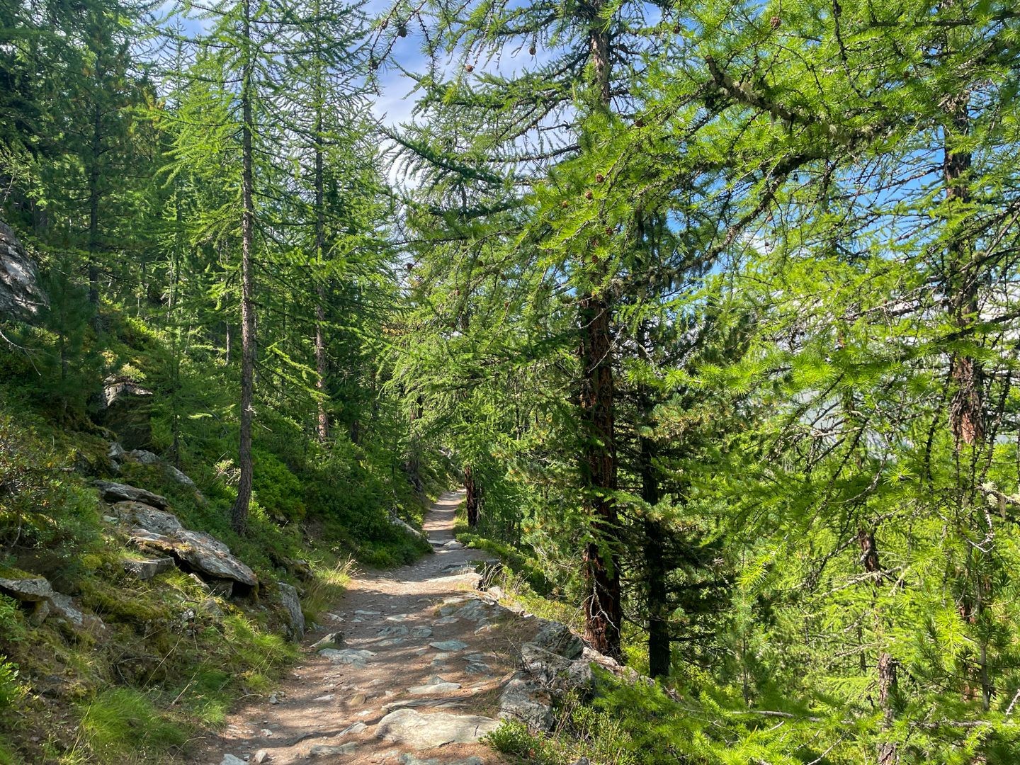Der gut ausgebaute Weg bis zur Riffelalp ist eine Freude.