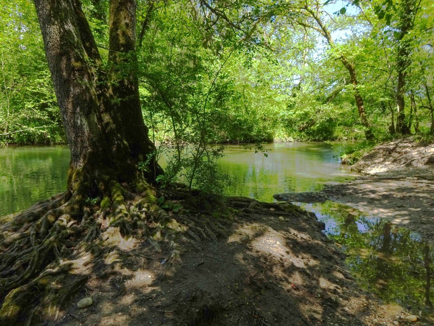 Peu après le camping, sur la rive sauvage de l’Allondon.