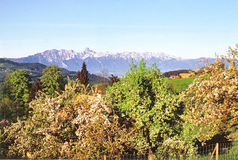 Frühlingshafte Blütenpracht mit der Stockhornkette im Hintergrund.  Bild: Franz Auf der Maur