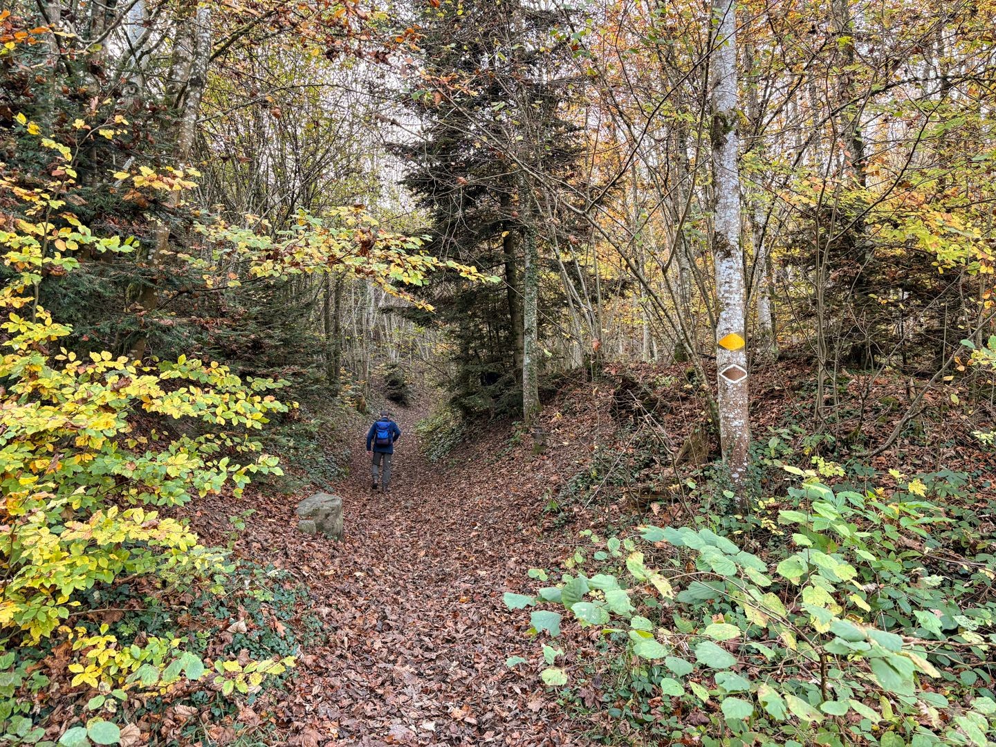 Nach Bremgarten geht es in den Wald hinein.