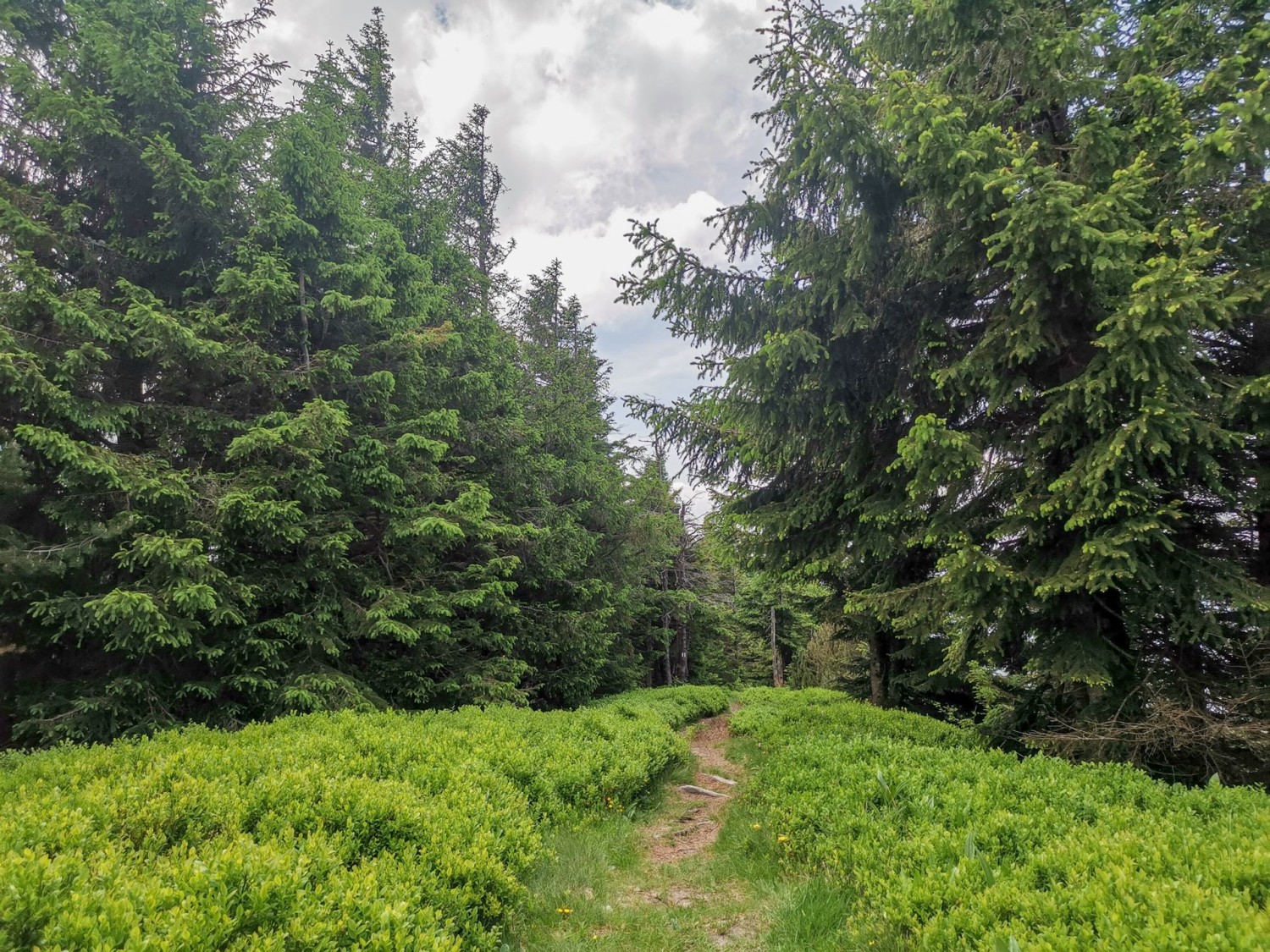 Üppige Vegetation im Frühsommer: Der Pfad schlängelt sich durch Heidelbeerstauden.