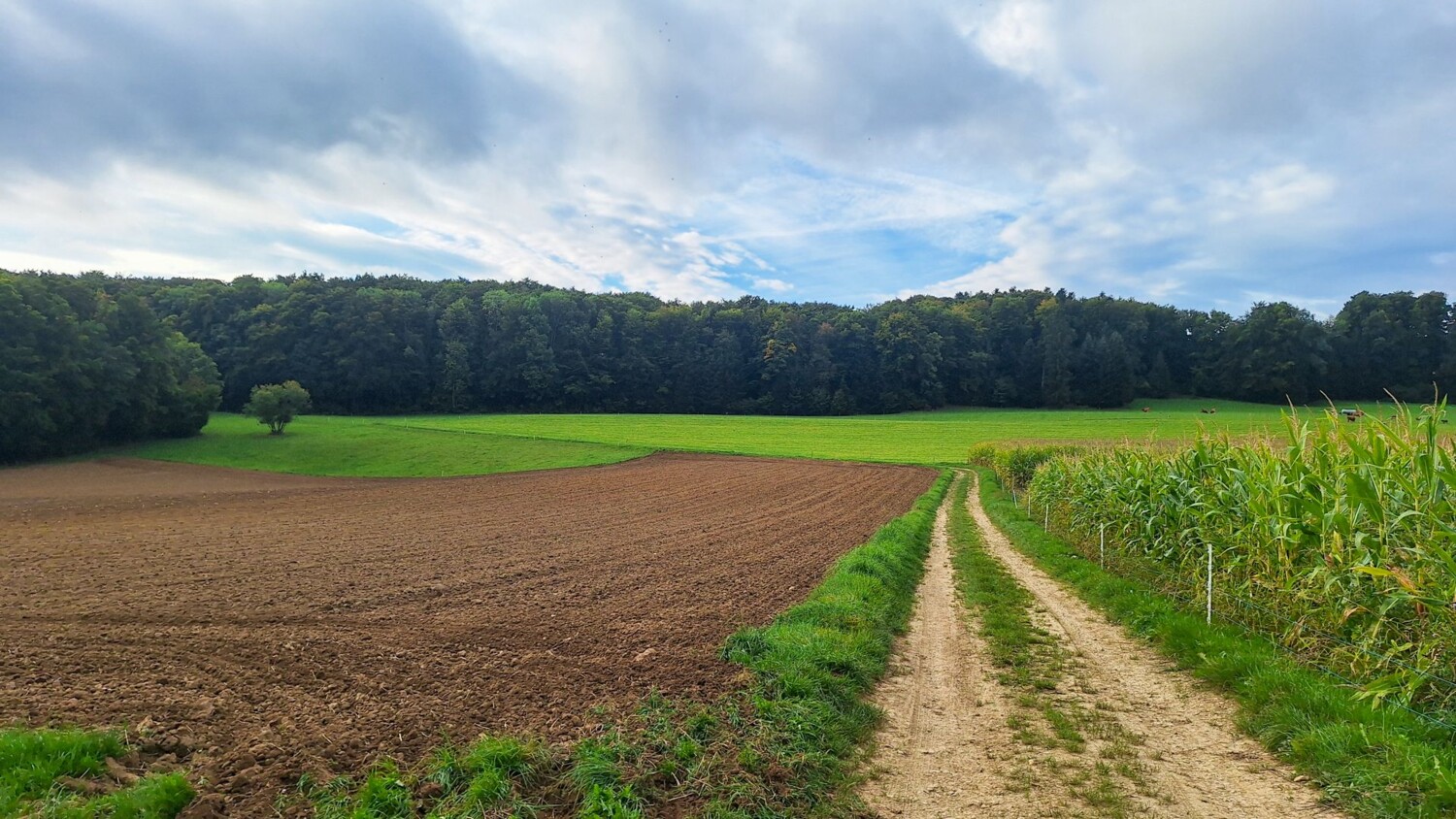 Ein Feldweg führt zwischen Acker und Wiesen zum Waldrand.