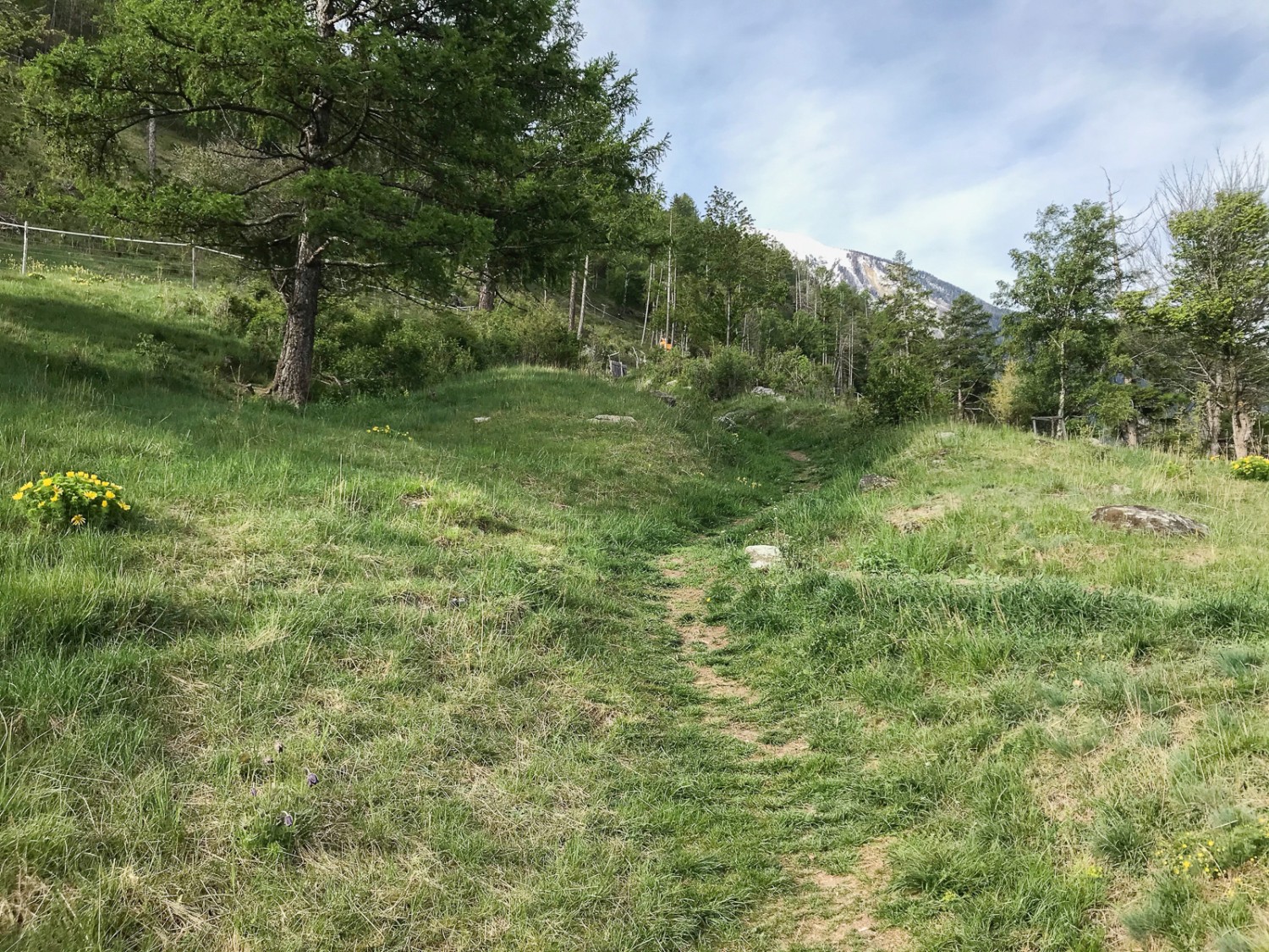 Einzigartige Blütenpracht im Turtmanntal