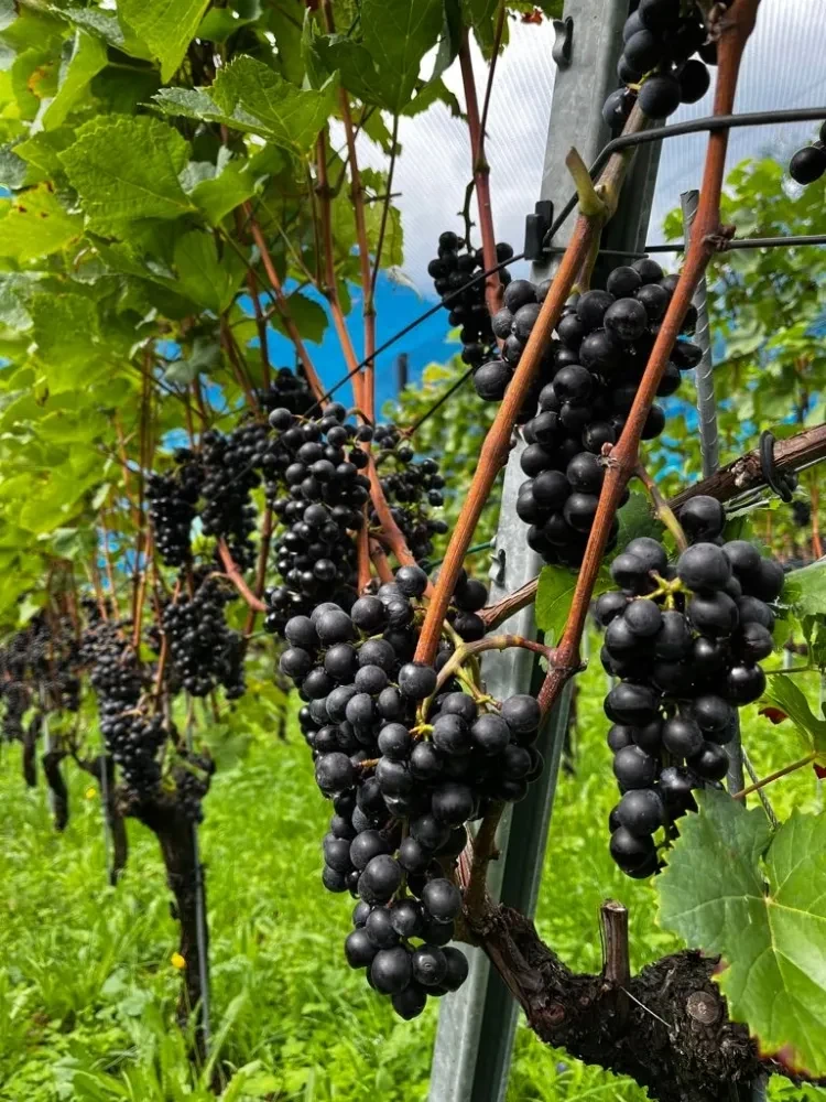 Weinwanderung