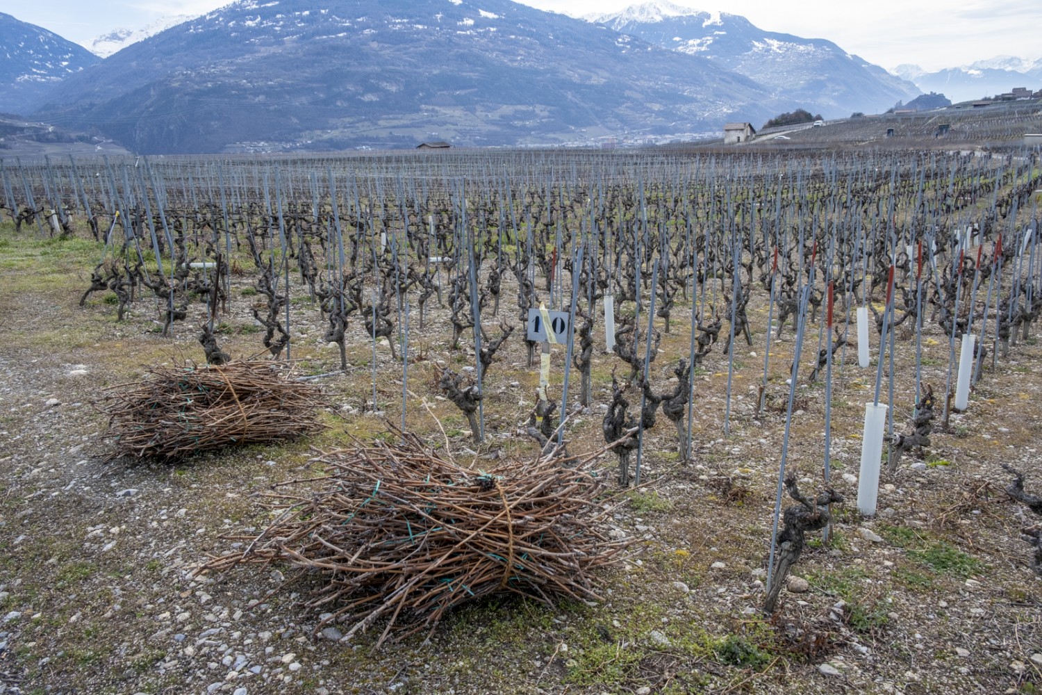 La taille de la vigne a lieu au printemps. Photo: Markus Ruff