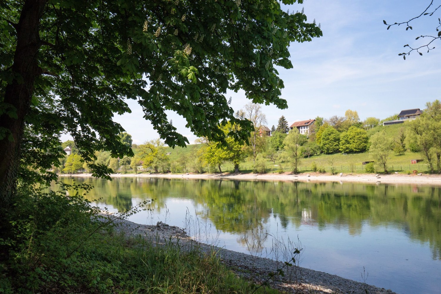 Unterwegs im Schaarenwald. Der Weg verläuft immer wieder nahe dem Rhein …