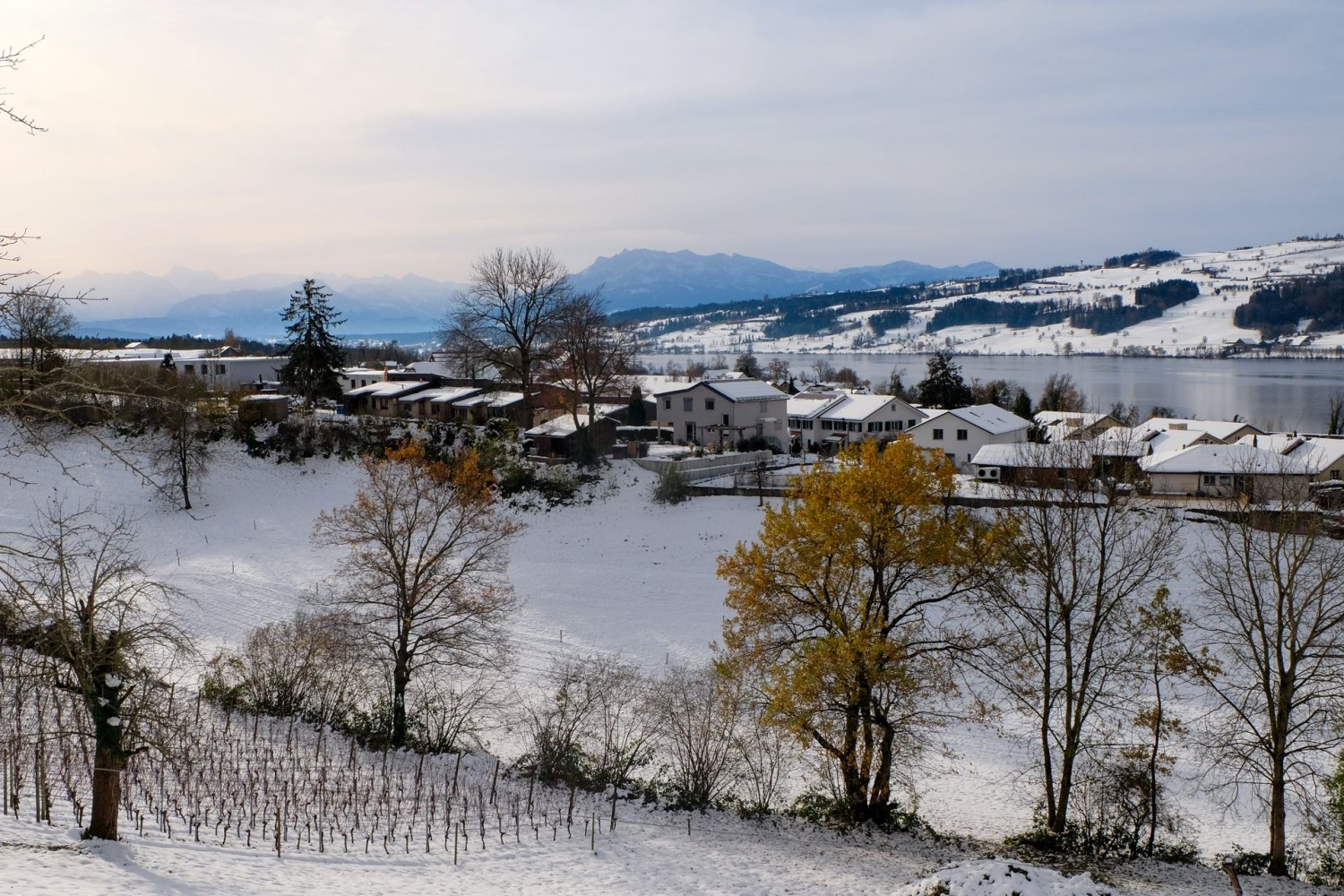 En passant près des vignes, on descend vers le lac de Baldegg.