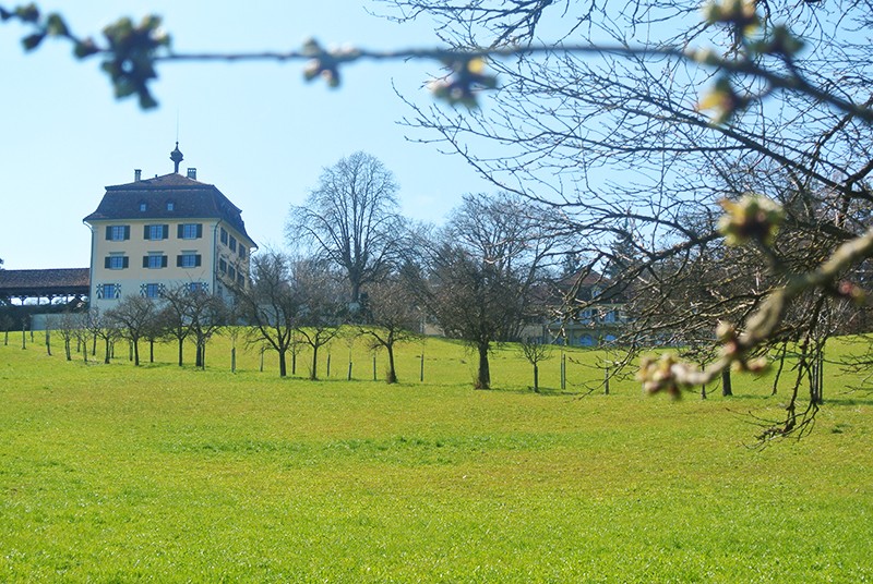 Le château fortifié de Wolfsberg surplombe le lac inférieur. Une agréable allée de pruniers y mène. Photos: Rémy Kappeler