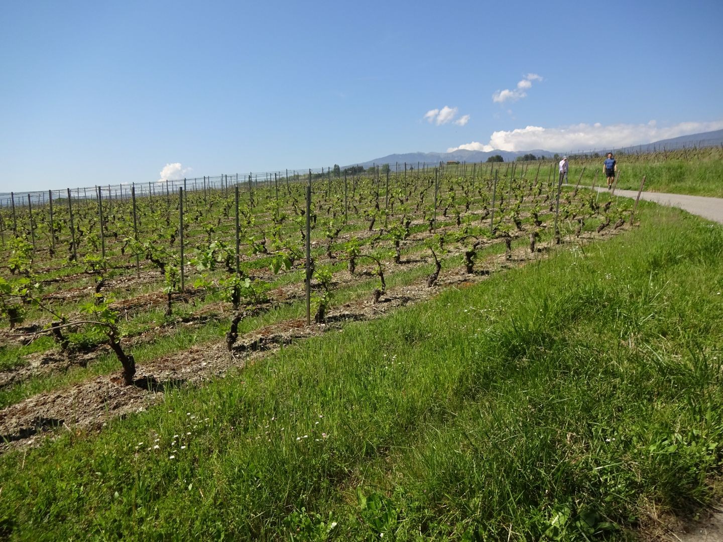 Le vignoble entoure le village de Dardagny.