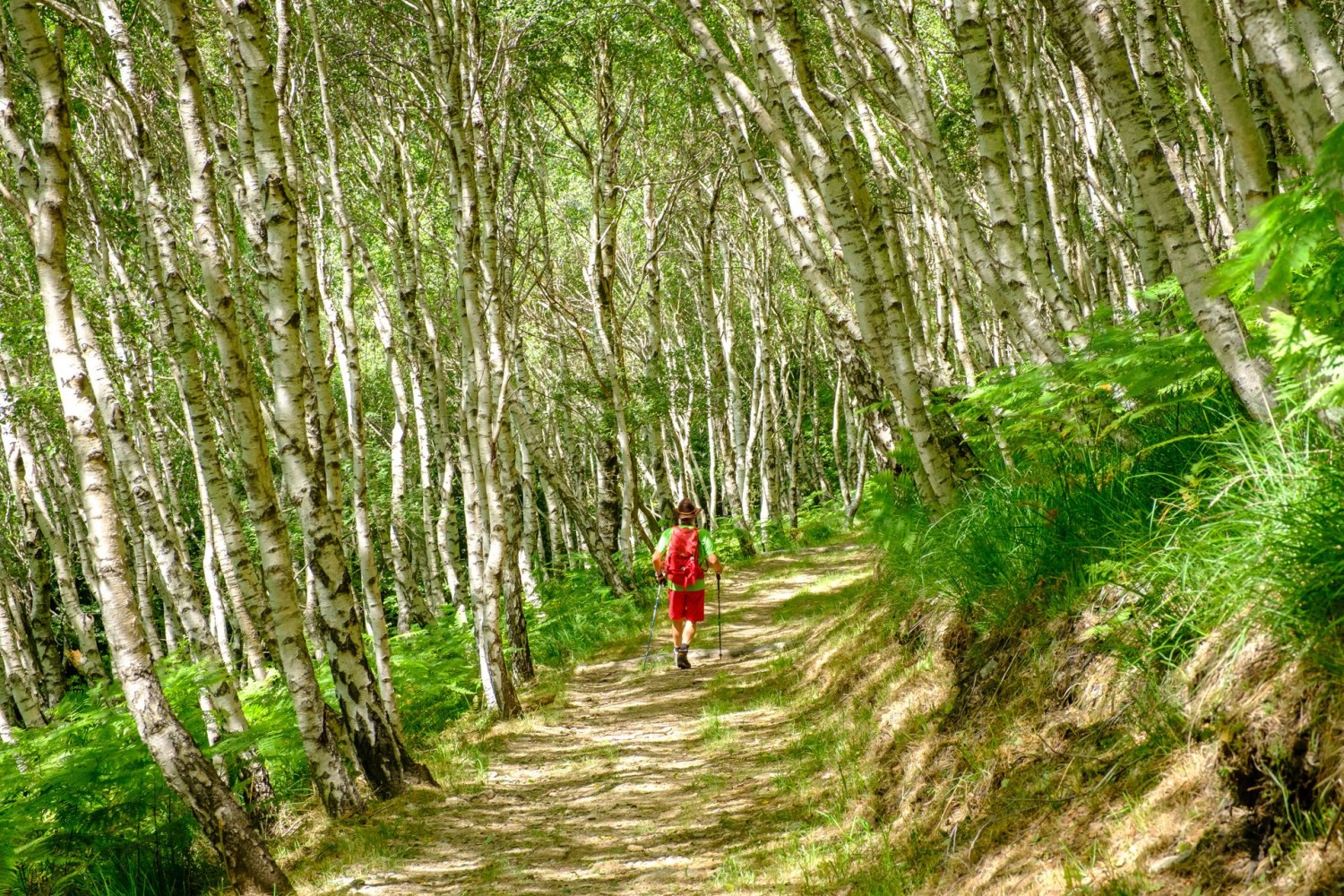 Oberhalb des Passo di Monte Faëta / Forcola wandert man durch ein Birkenwäldchen.