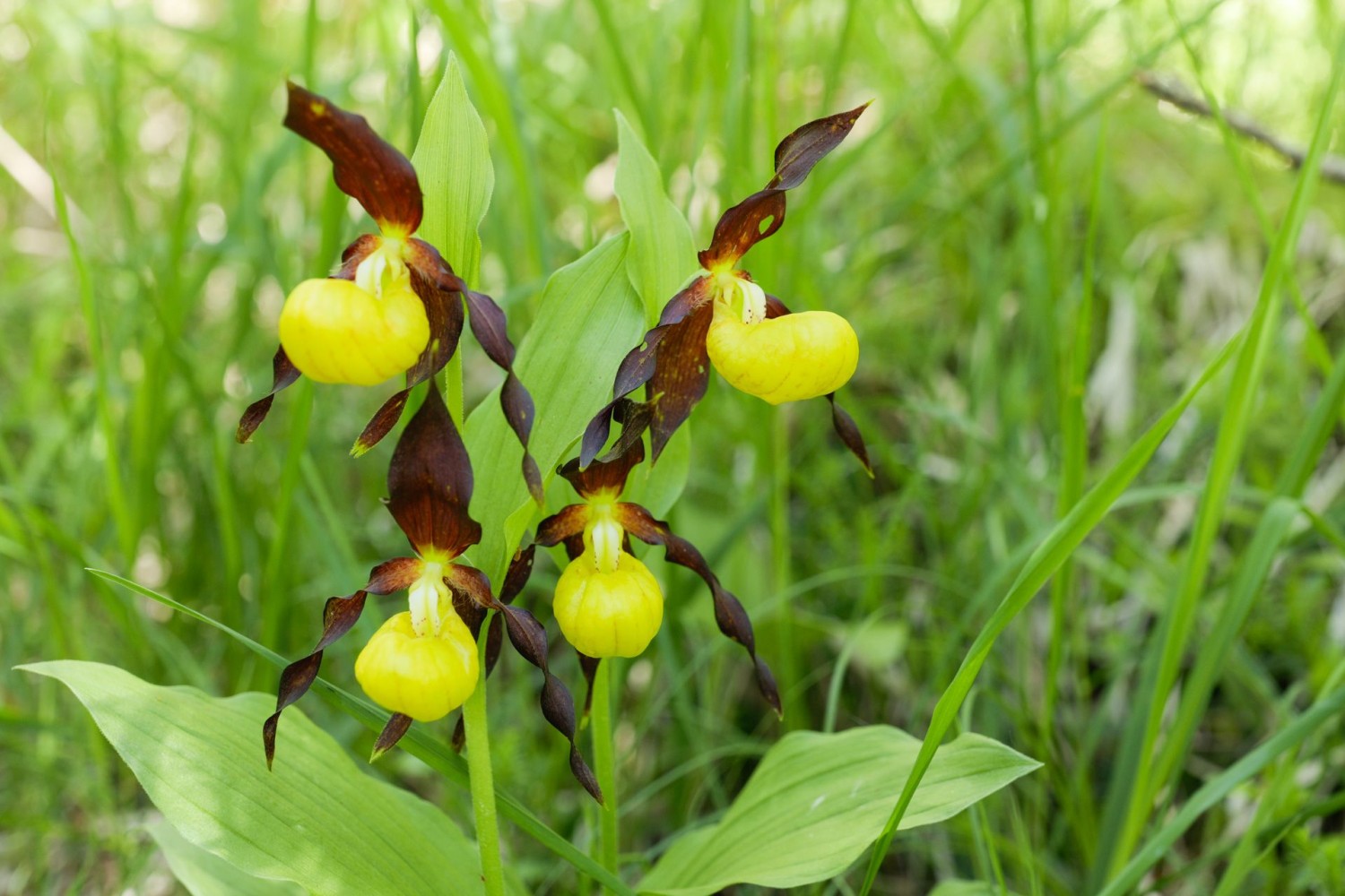 Perfektes Gelber-Frauenschuh-Quartett.