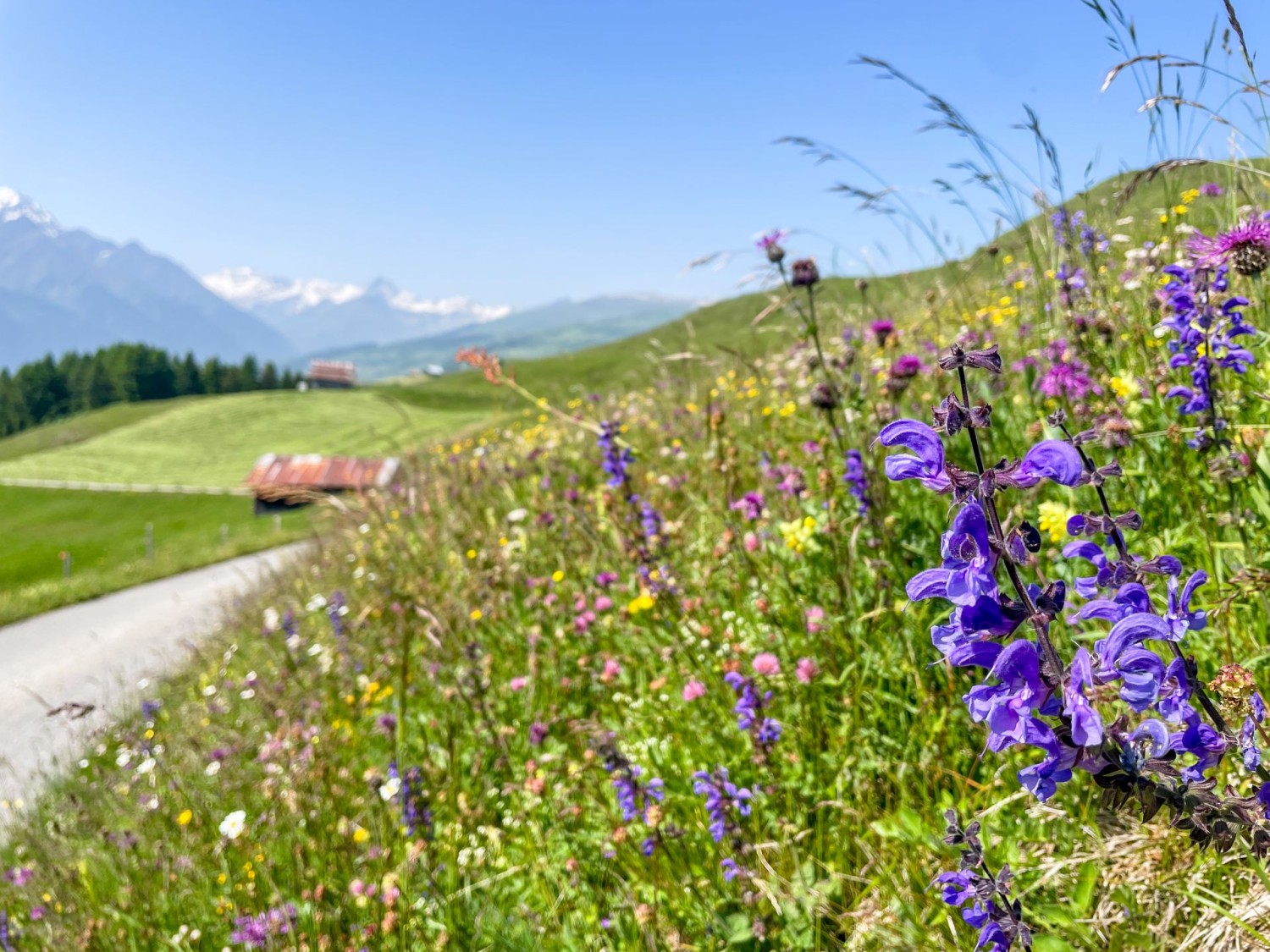 Sur le dernier tronçon en direction de Morissen