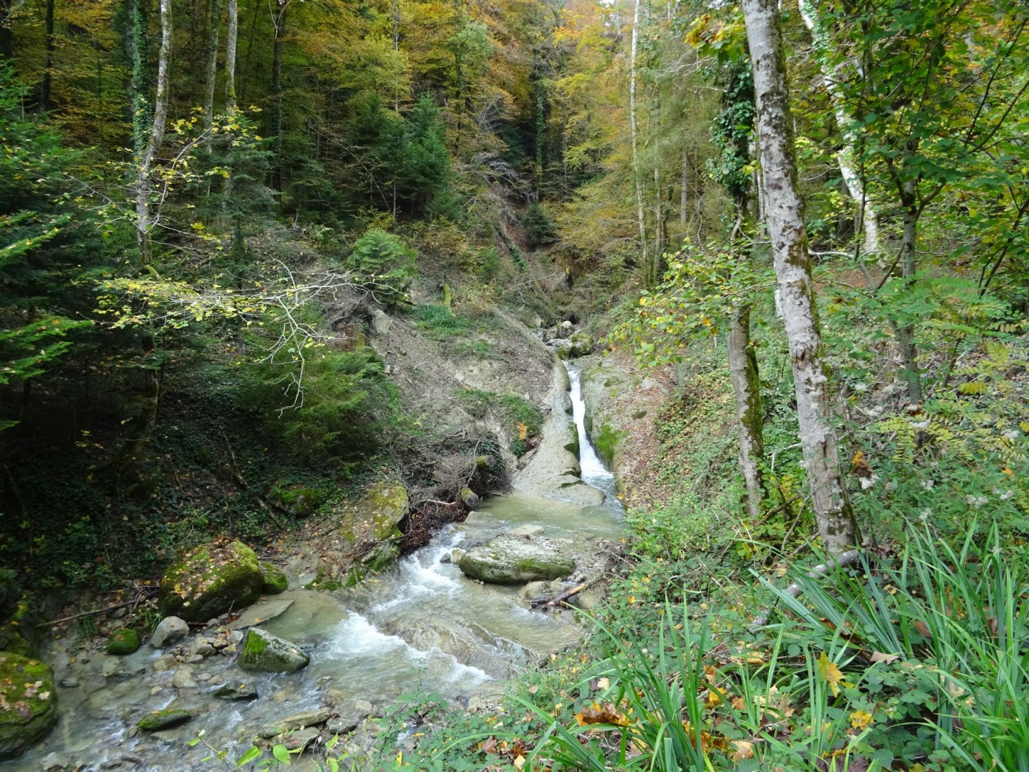 La Paudèze im Bois de la Chenaula