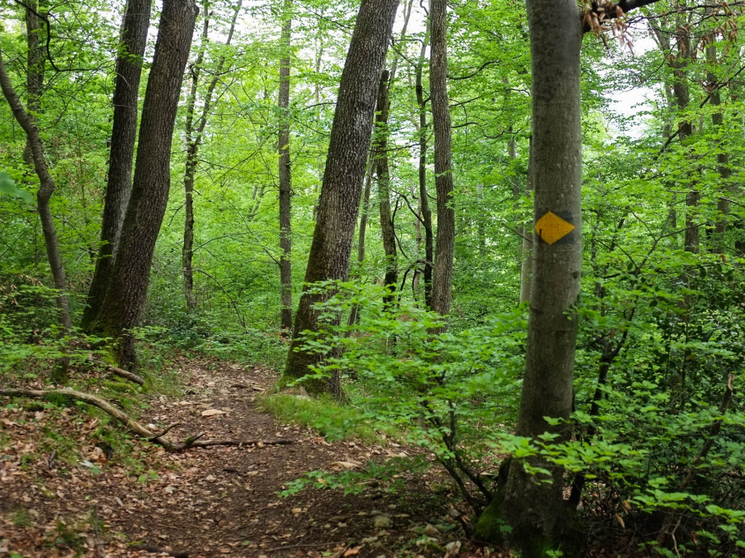 Auf schmalem Pfad durchs Naturschutzgebiet Ermitage-Chilchhof. Bild: Claudia Peter