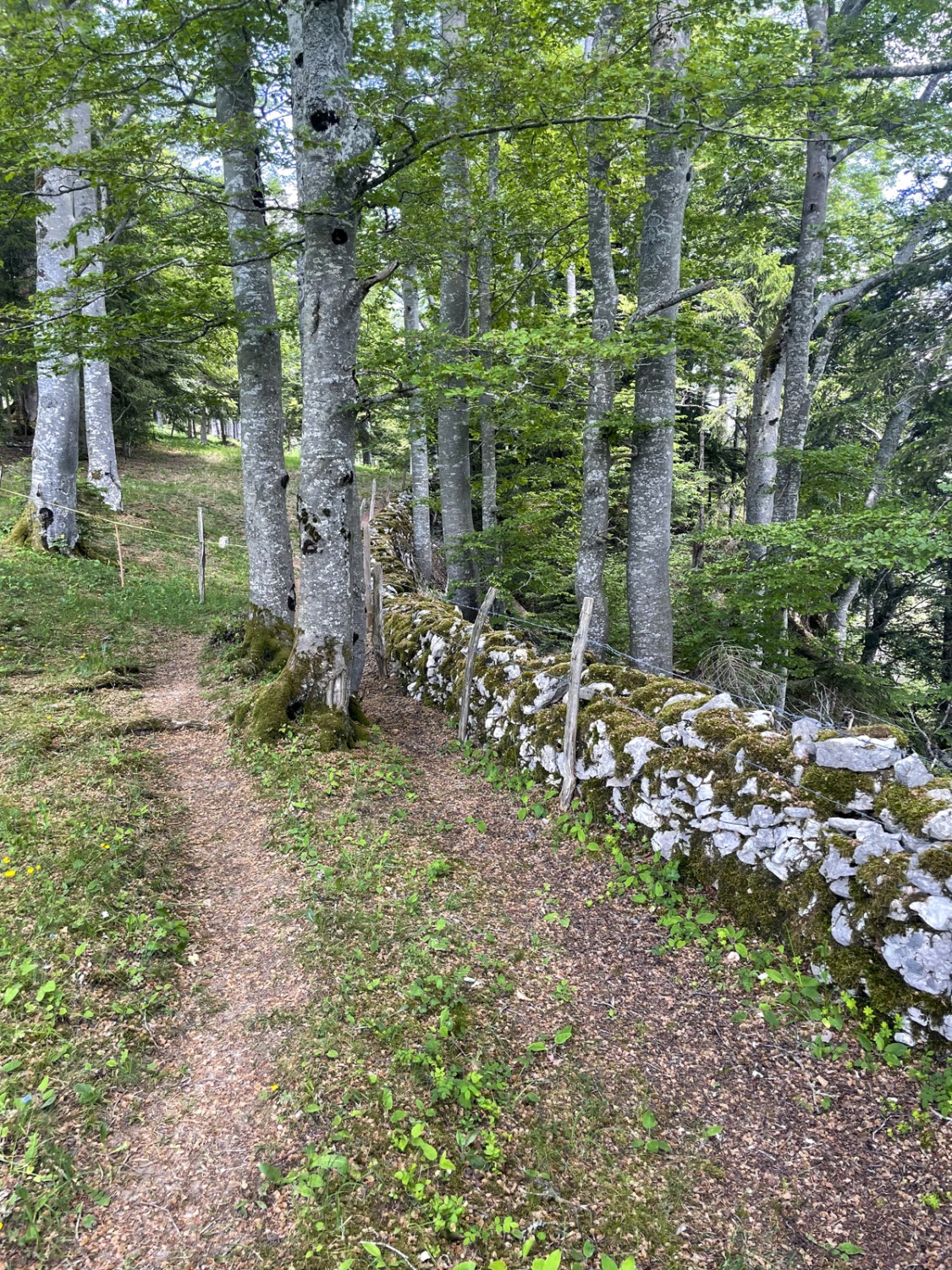 Traditionelle Trockenmauern trennen die Weiden voneinander. Bild: Lukas Frehner