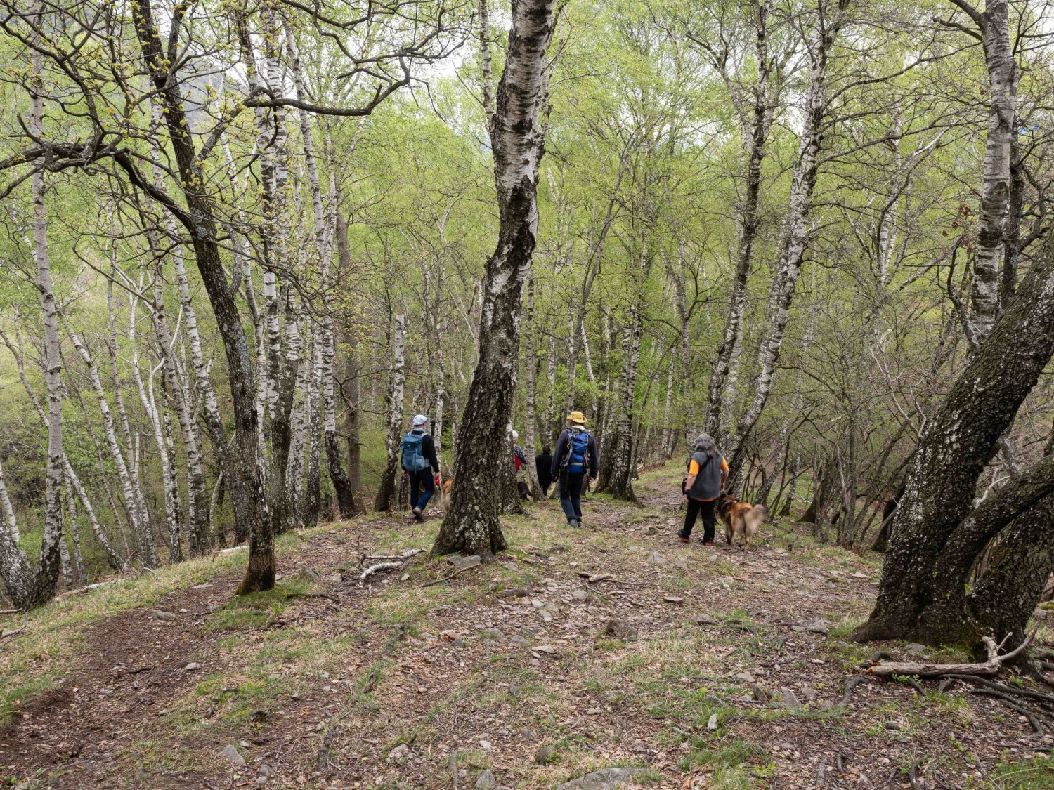 Giovane fogliame primaverile sui rami degli alberi.
