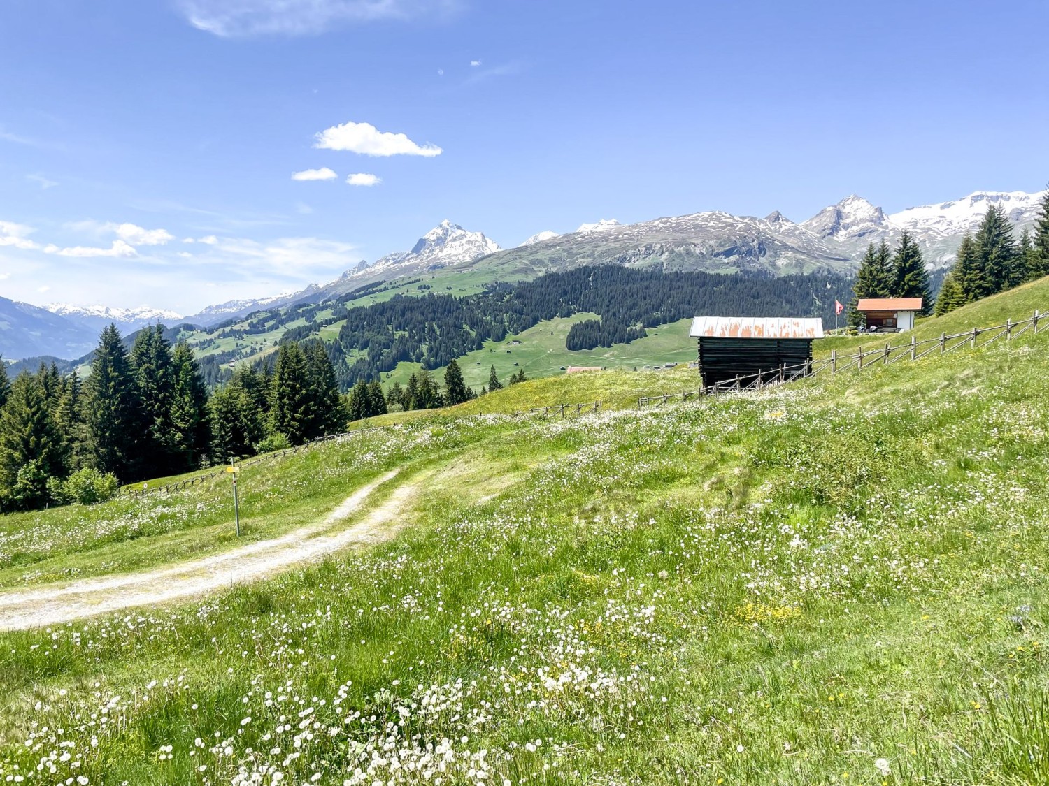 Blühende Wiesen auf dem Weg von Pigniu nach Siat
