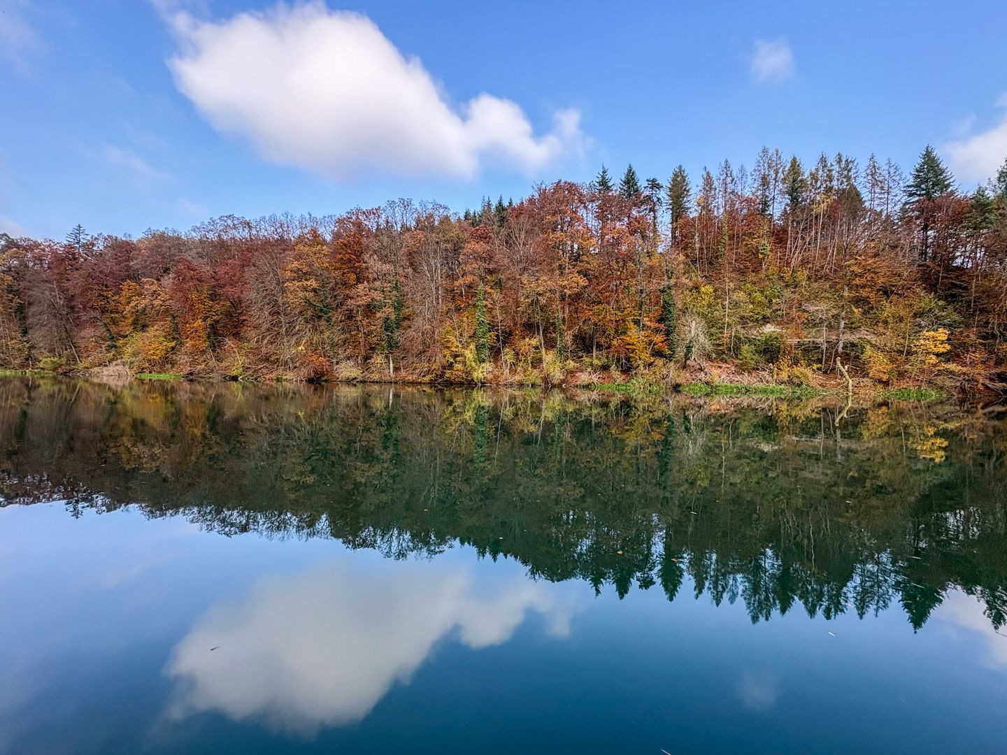 Herbstlicher Wald kurz vor Bremgarten, der sich in der Reuss spiegelt.