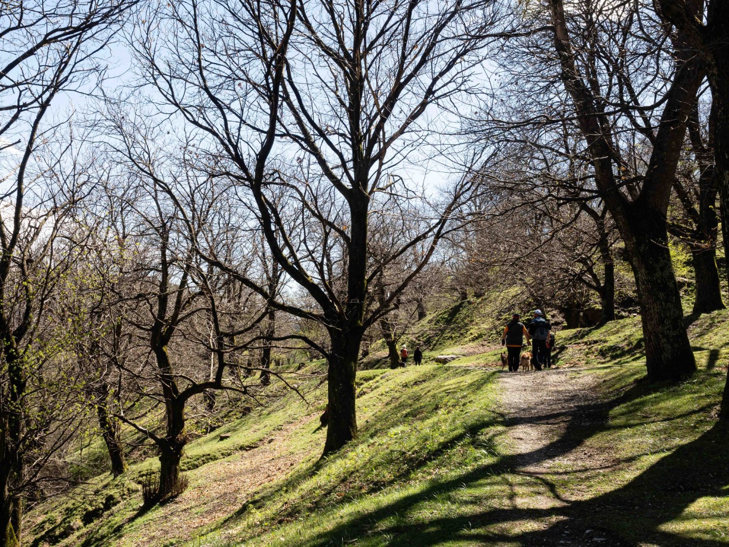Un rado bosco di castagni sopra Vezio.