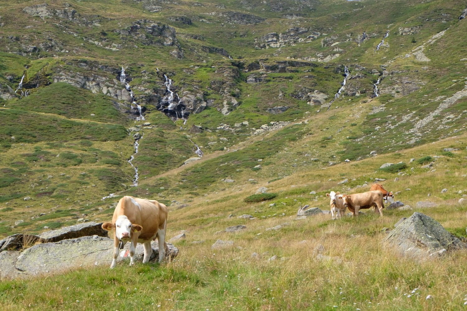 Im Abstieg nach Predèlp gibt es viele Quellen und saftige Weiden.