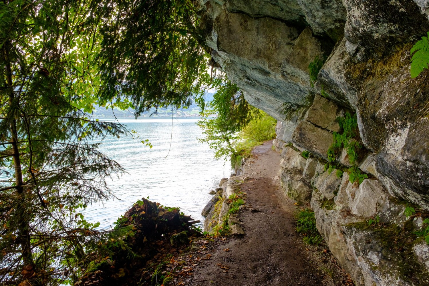 Dann wieder führt der Uferweg hautnah am Brienzersee entlang.
