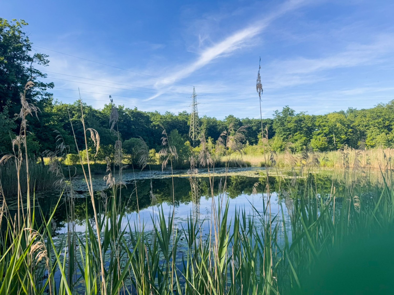 Im Naturschutzgebiet Bois des Mouilles liegt dieser idyllische Teich.
