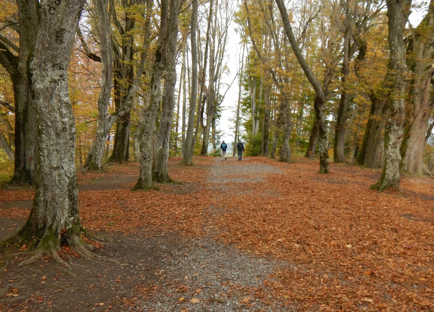 Waldkathedrale, Luzerner Wanderwege