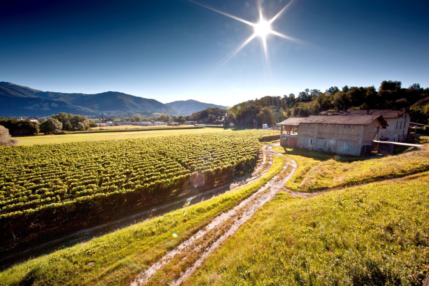 L’escursione è caratterizzata da vigneti e prati ondulati.
