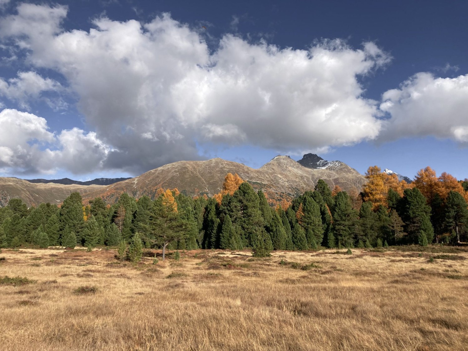 Arven und Bergföhren verlieren im Herbst im Gegensatz zu den Lärchen ihre Nadeln nicht.