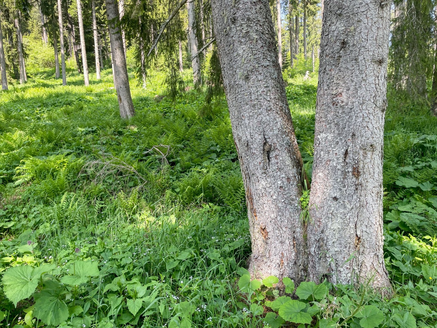 Les arbres fourchus de la forêt Uaul da Sogn Carli