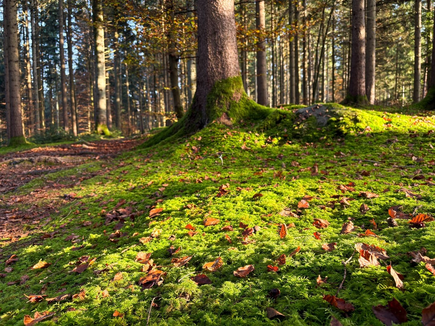 Weicher, moosiger Waldboden.