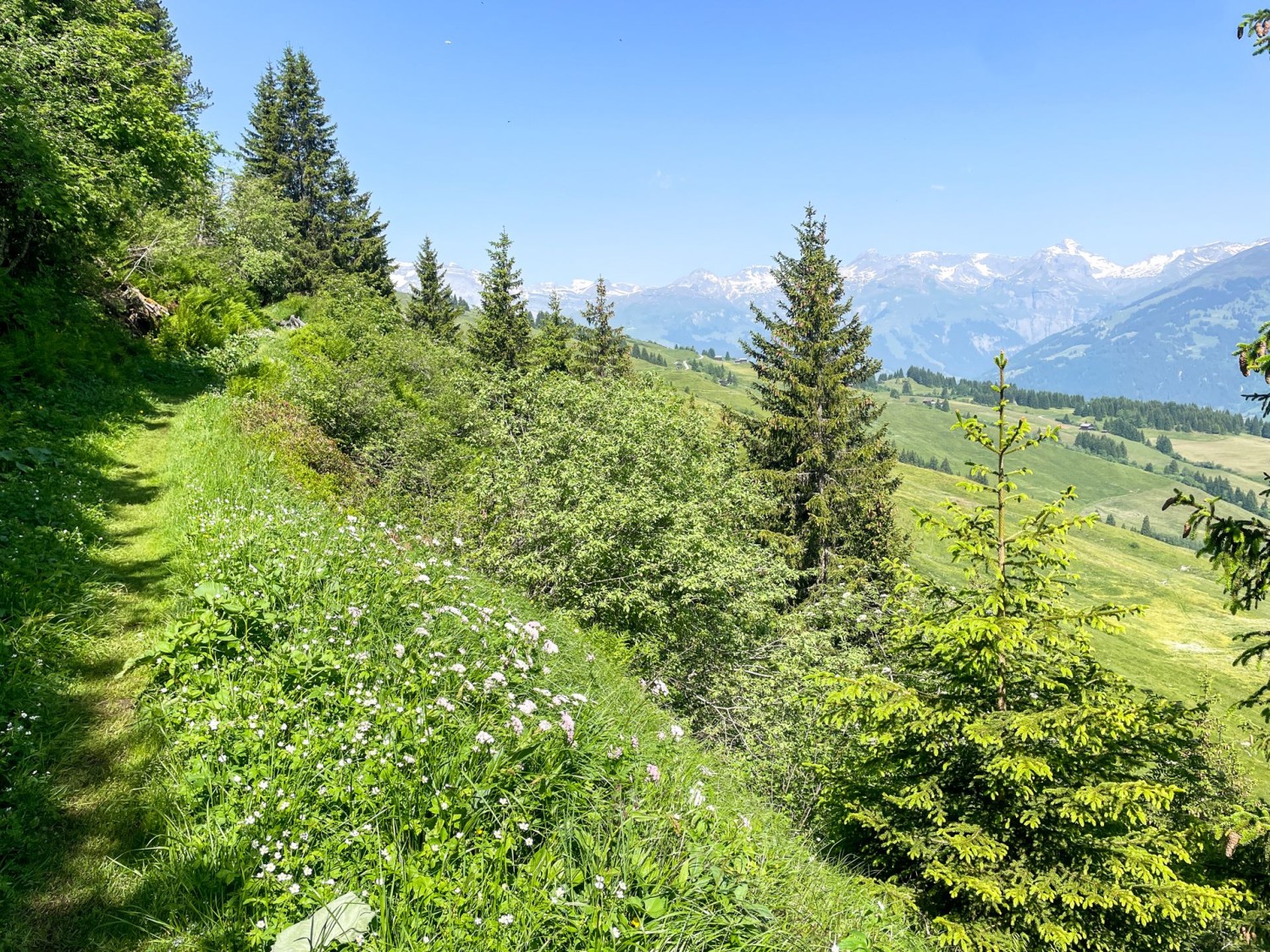 Le chemin longe la forêt Uaul da Sogn Carli.