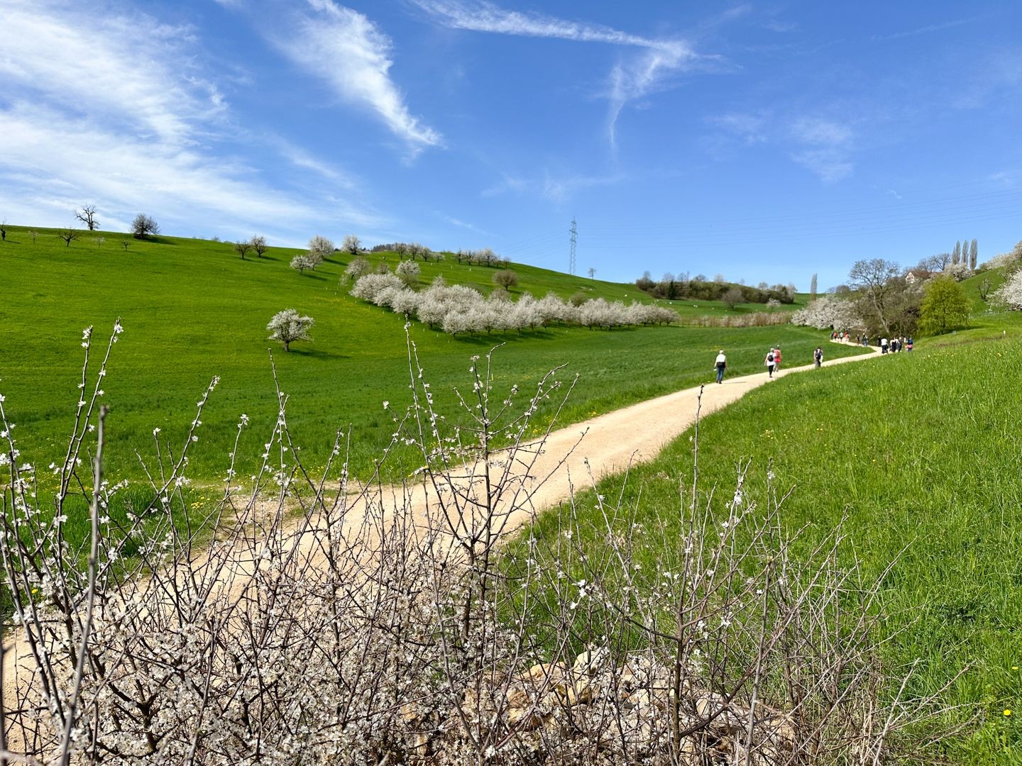 Au printemps dans le Fricktal, au cœur des cerisiers en fleurs