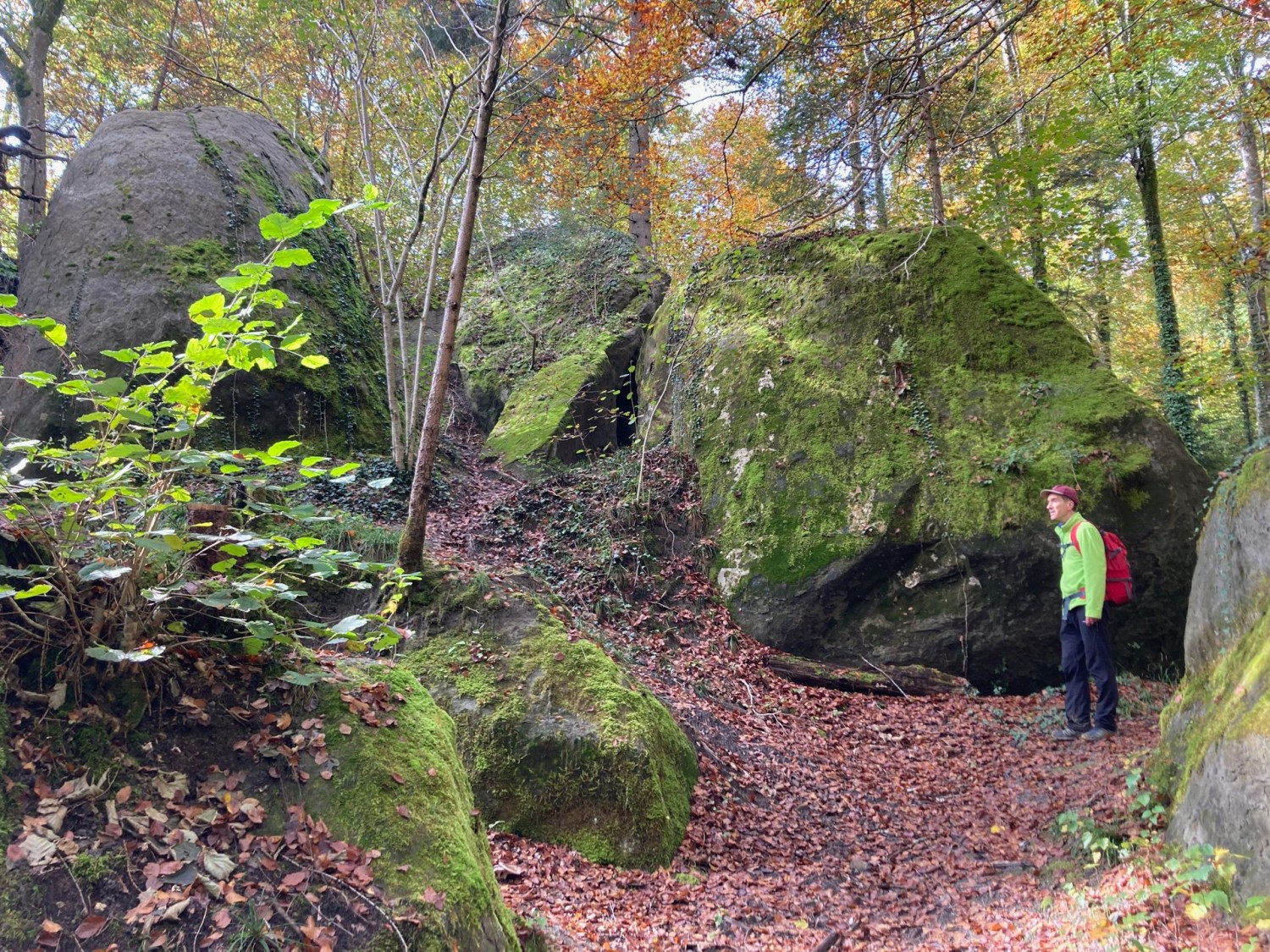 Im Bois de la Chenaula