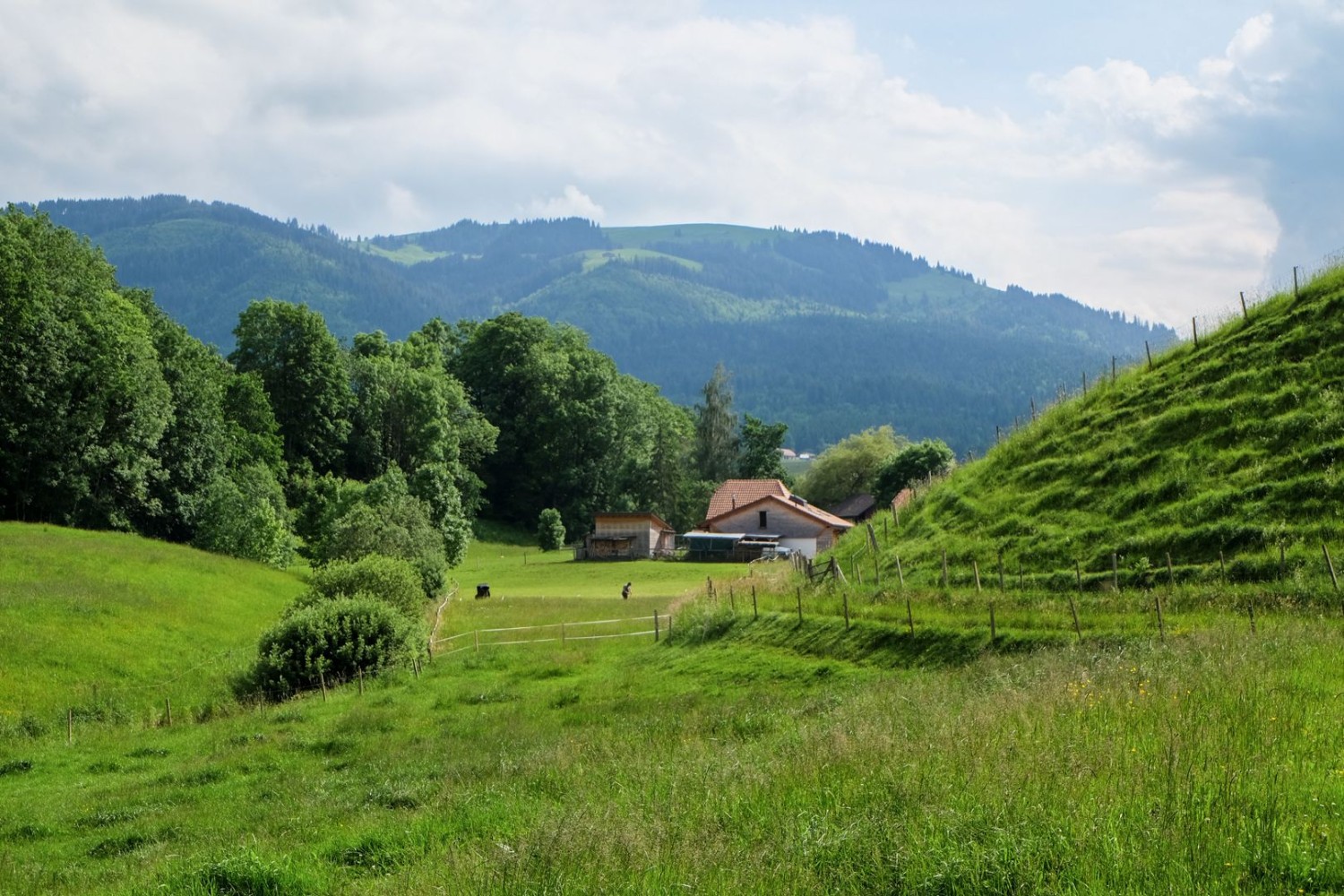 Jusqu’à Planfayon à travers les pâturages