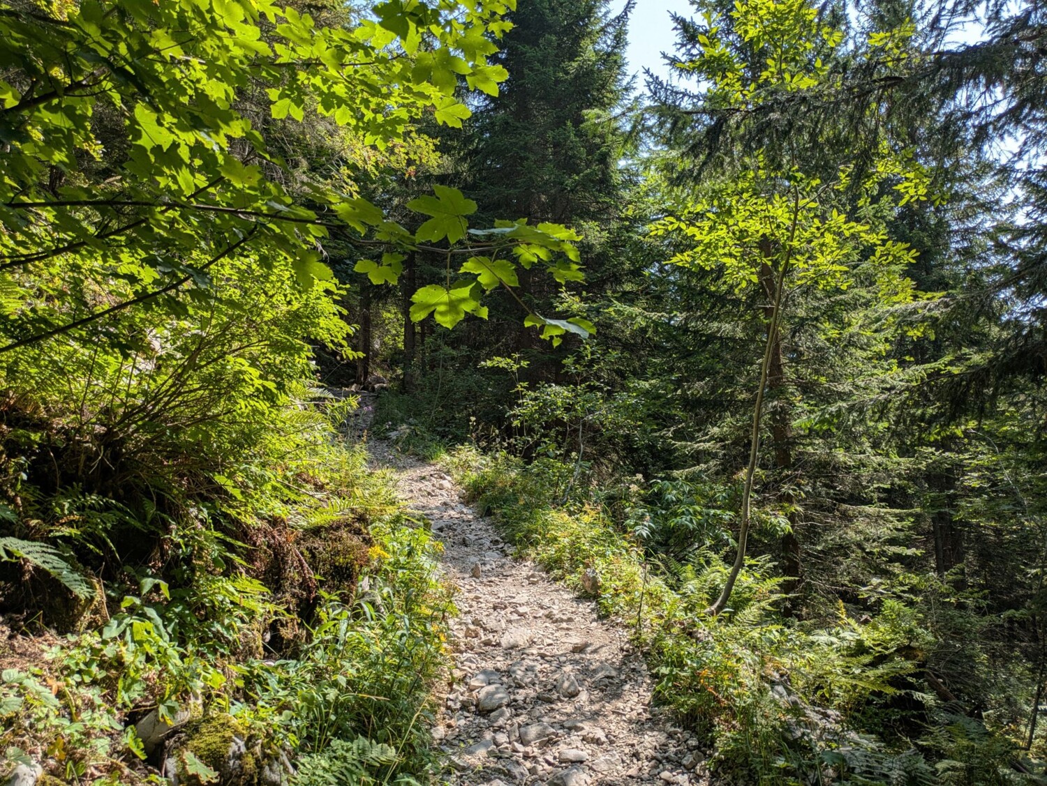 Schattiger Abschnitt am Klewenstock. Ein idyllischer Pfad führt durch dichte Bergwälder.