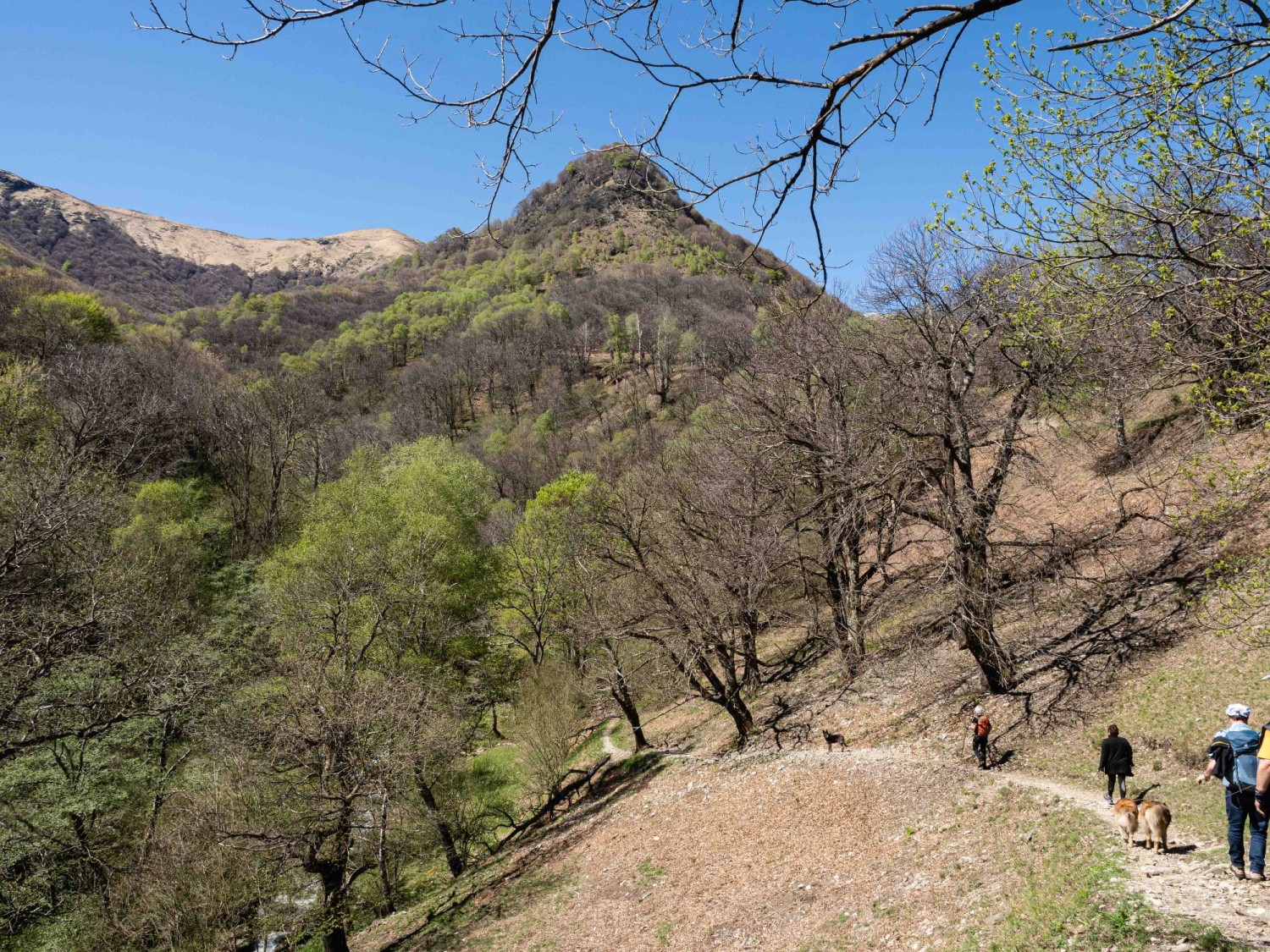 Superata la Grà, l’escursione prosegue attraverso questa selva castanile.
