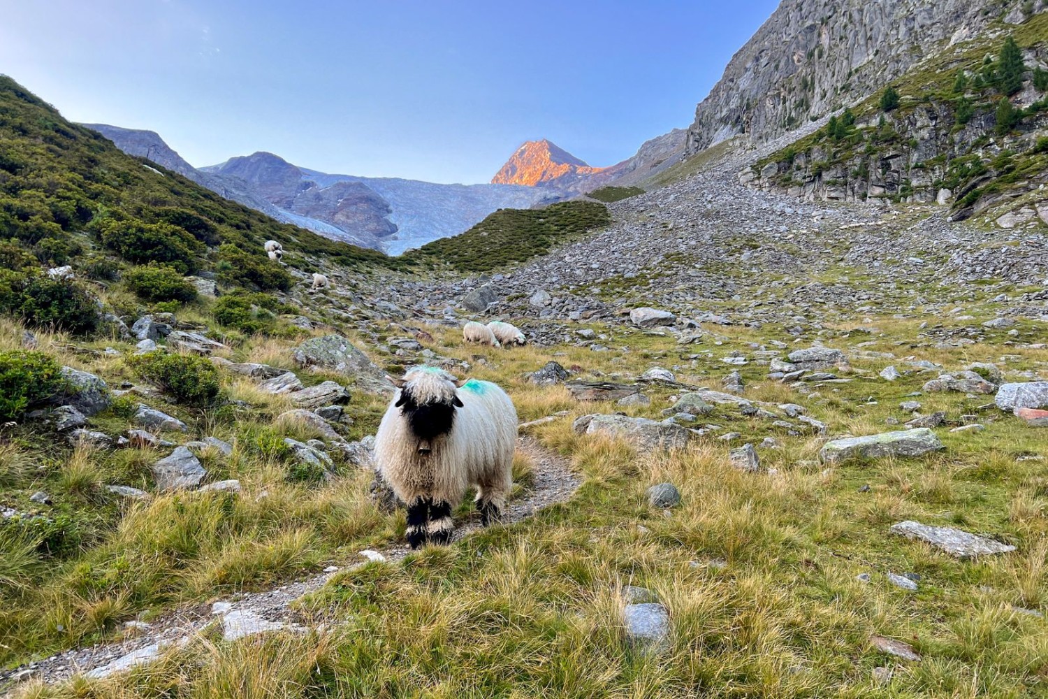 Schwarznasenschafe auf dem Talboden von Alpja.