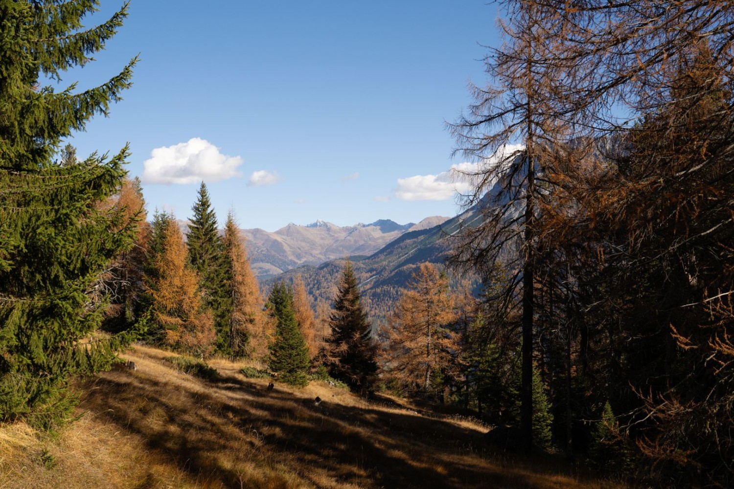 Auf 1700 Metern Höhe leuchten die Nadelbäume mit den Berggipfeln um die Wette.