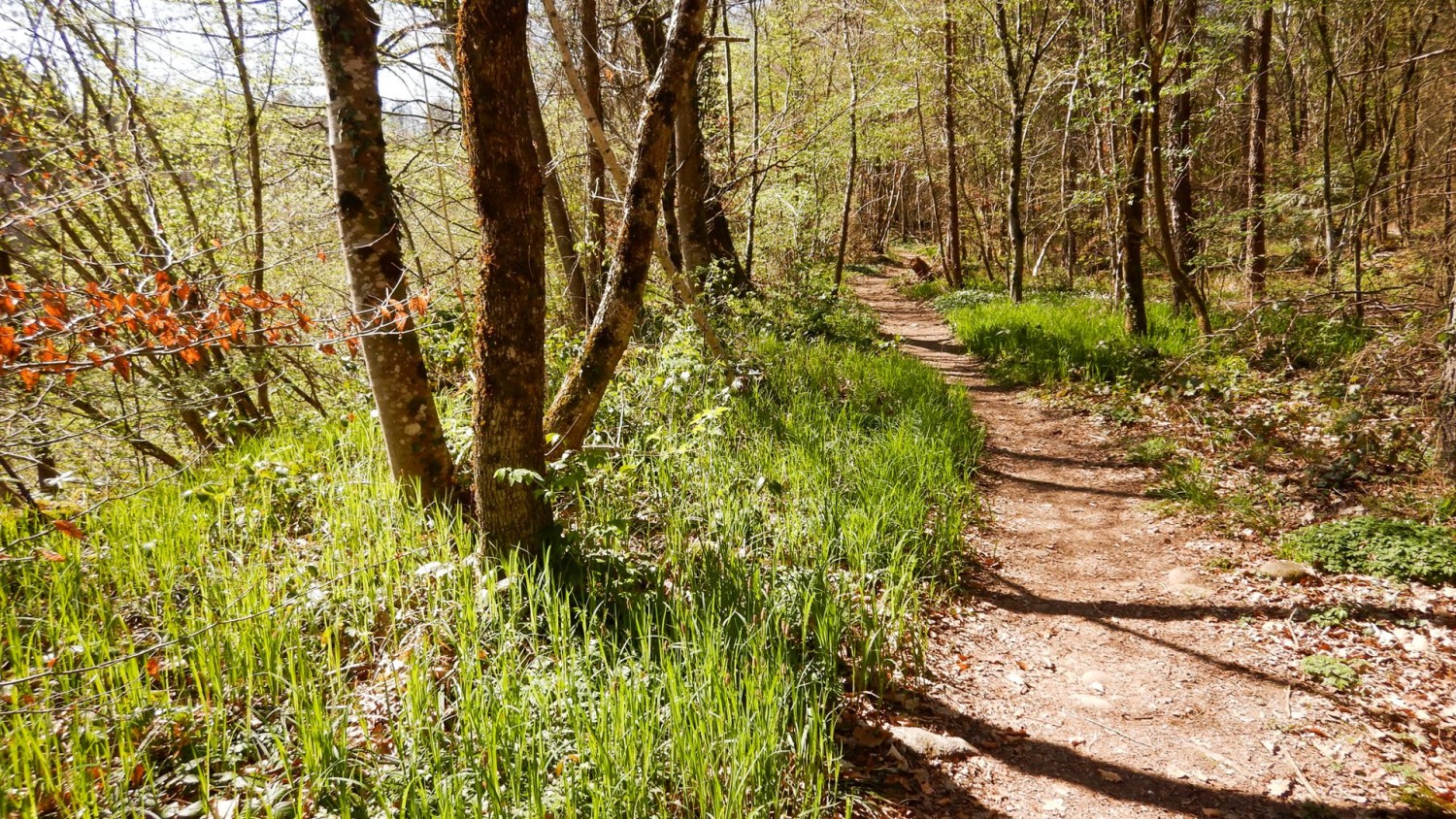 In cammino nella riserva forestale di querce di Mellingen.